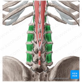 Músculos intertransversos lumbares (Musculi intertransversarii lumborum); Imagen: Yousun Koh