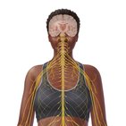 Spinal nerves