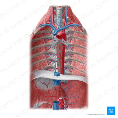 Esophageal branches of aorta (Rami oesophageales aortae); Image: Yousun Koh