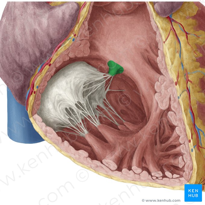 Músculo papilar septal del ventrículo derecho (Musculus papillaris septalis ventriculi dextri); Imagen: Yousun Koh
