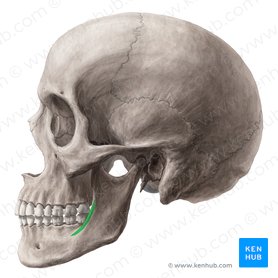 Linha oblíqua da mandíbula (Linea obliqua mandibulae); Imagem: Yousun Koh