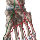 Arteria plantaris medialis