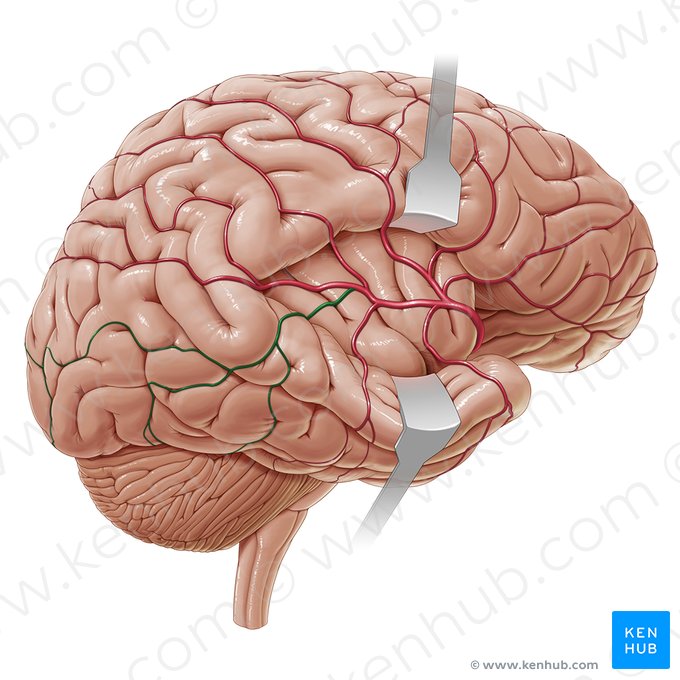 Arteria temporal posterior (Arteria temporalis posterior); Imagen: Paul Kim