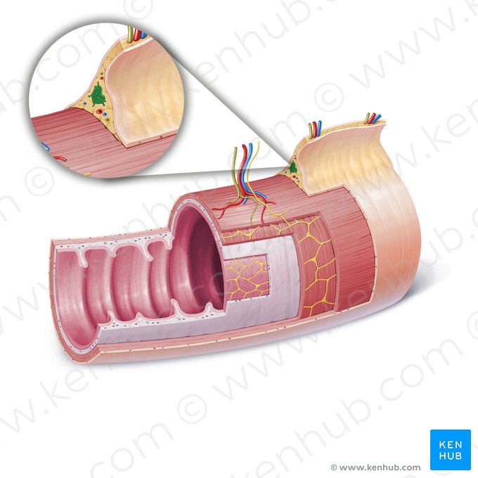 Linfonodos justaintestinais (Nodi lymphoidei juxtaintestinales); Imagem: Paul Kim