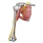 Musculocutaneous nerve