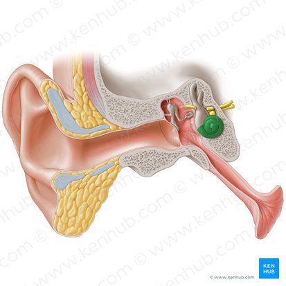 Cóclea (Cochlea); Imagem: Paul Kim