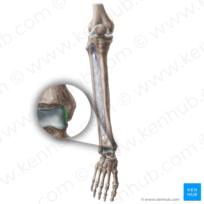 Surface articulaire de la malléole médiale du tibia (Facies articularis malleoli medialis tibiae); Image : Liene Znotina