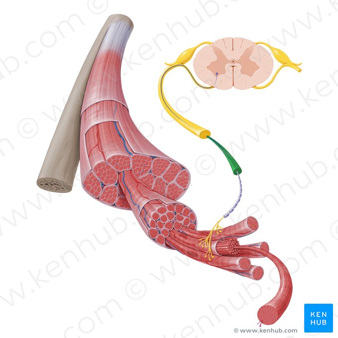 Faisceau nerveux (Fasciculus nervi); Image : Paul Kim