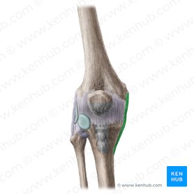 Ligamento colateral tibial do joelho (Ligamentum collaterale tibiale genus); Imagem: Liene Znotina