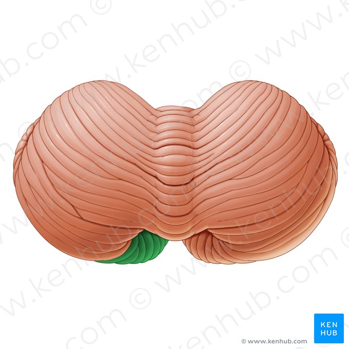 Lóbulo semilunar inferior (Lobulus semilunaris inferior); Imagem: Paul Kim