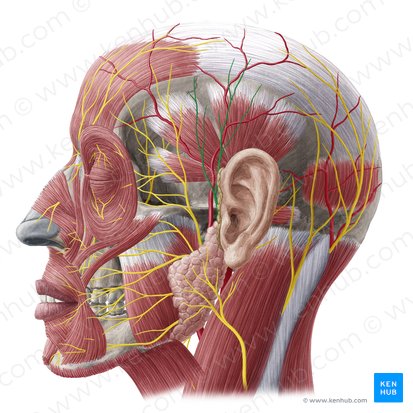 Nervio auriculotemporal (Nervus auriculotemporalis); Imagen: Yousun Koh