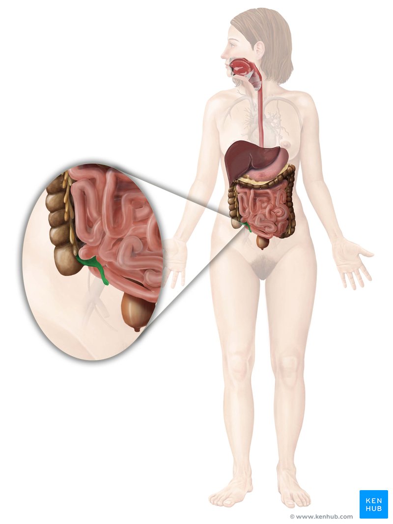 Apêndice vermiforme - vista anterior