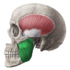 Pharyngeal arches