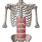 Ligne blanche (Linea alba)