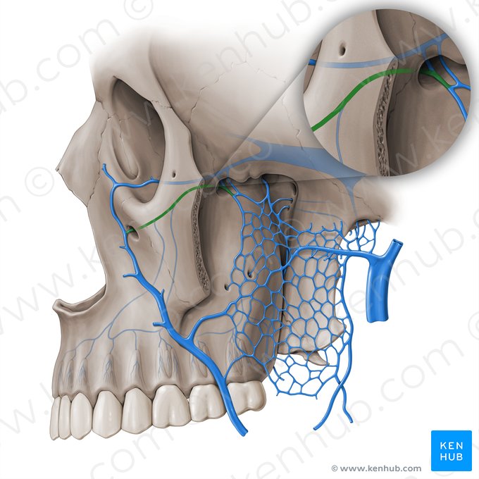 Vena infraorbitaria (Vena infraorbitalis); Imagen: Paul Kim