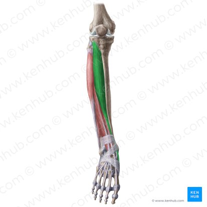 Músculo tibial anterior (Musculus tibialis anterior); Imagem: Liene Znotina