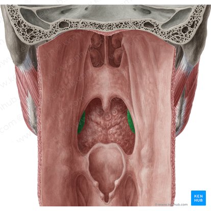 Palatine tonsil (Tonsilla palatina); Image: Yousun Koh