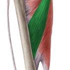 Adductor longus muscle