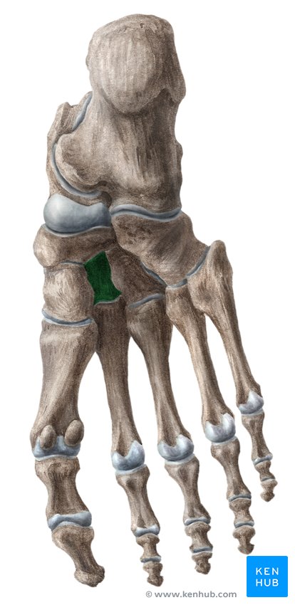 Intermediate cuneiform bone - lateral-right view