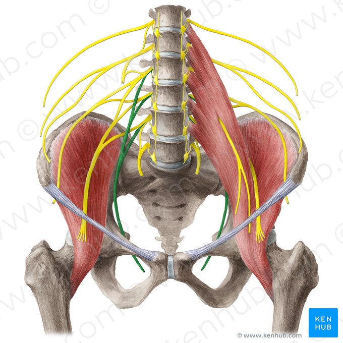 Obturator nerve (Nervus obturatorius); Image: Liene Znotina