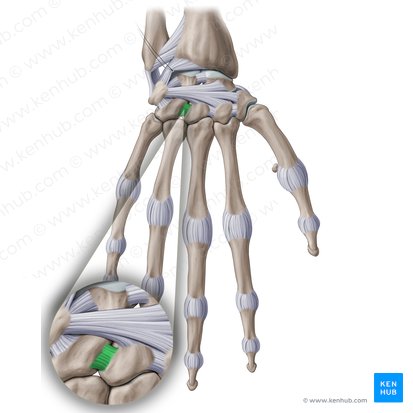 Capitohamate interosseous ligament (Ligamentum capitohamatum interosseum); Image: Paul Kim