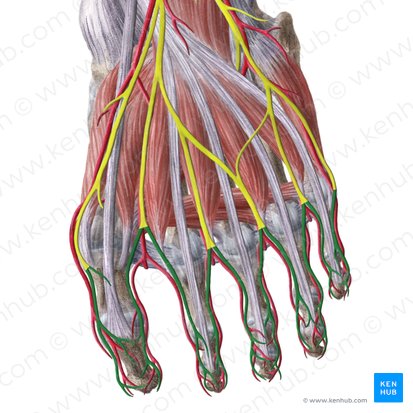 Proper plantar digital nerves (Nervi digitales plantares proprii); Image: Liene Znotina