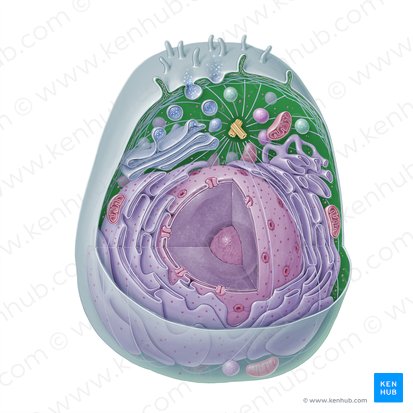 Citoplasma (Cytoplasma); Imagem: Paul Kim