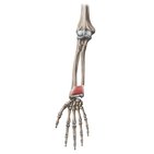 Musculus pronator quadratus