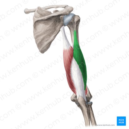 Caput laterale musculi tricipitis brachii (Seitlicher Kopf des dreiköpfigen Oberarmmuskels); Bild: Yousun Koh