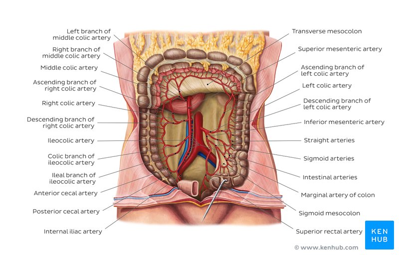 Arteries of the large intestine: Anterior view