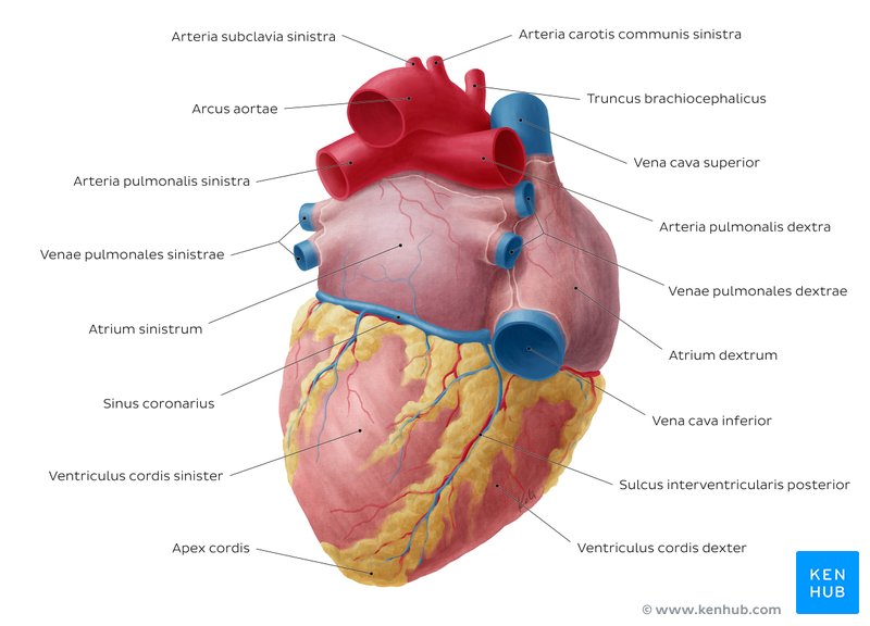 Übersicht über das Herz mit Beschriftung von dorsokaudal (Herz PDF Download unten)