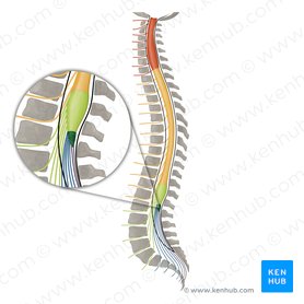 Cerebrospinal fluid flow: Anatomy and functions | Kenhub