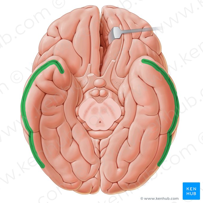 Surco temporal inferior (Sulcus temporalis inferior); Imagen: Paul Kim