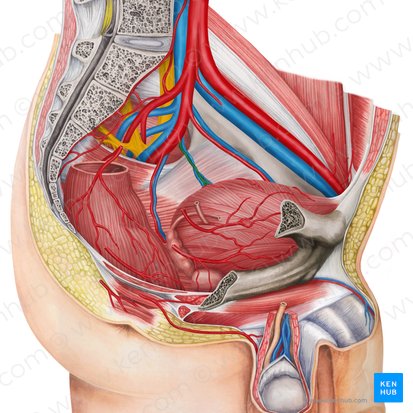 Artère vésicale inférieure gauche (Arteria vesicalis inferior sinistra); Image : Irina Münstermann