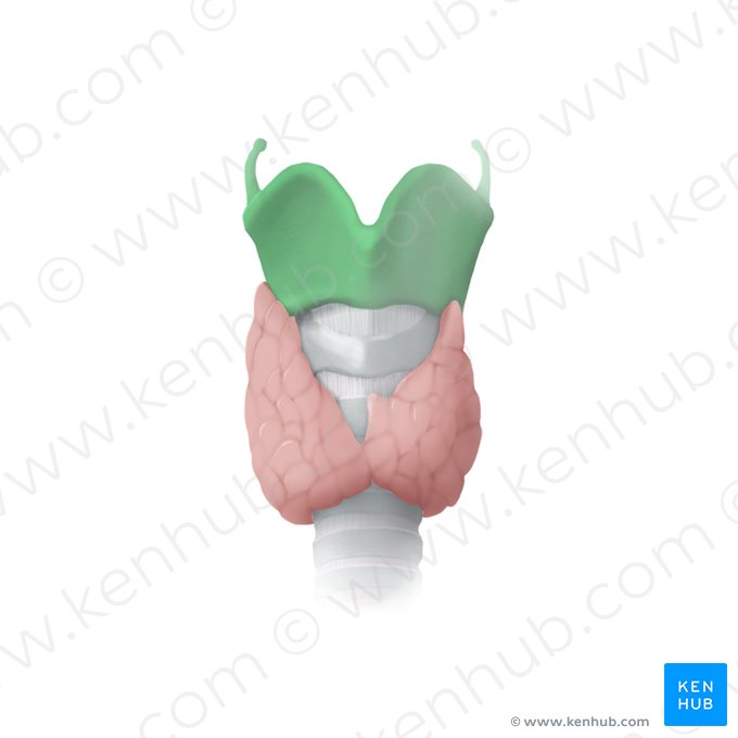 Thyroid cartilage (Cartilago thyroidea); Image: Begoña Rodriguez