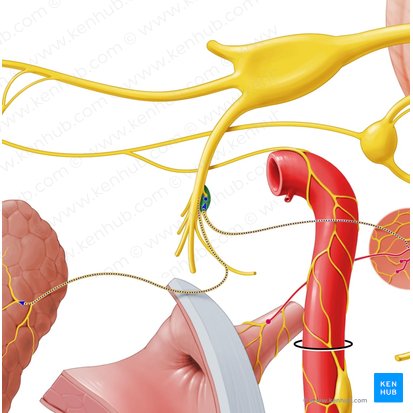 Ganglion oticum (Ohrganglion); Bild: Paul Kim