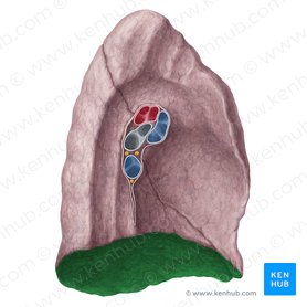 Cara diafragmática del pulmón izquierdo (Facies diaphragmatica pulmonis sinistri); Imagen: Yousun Koh
