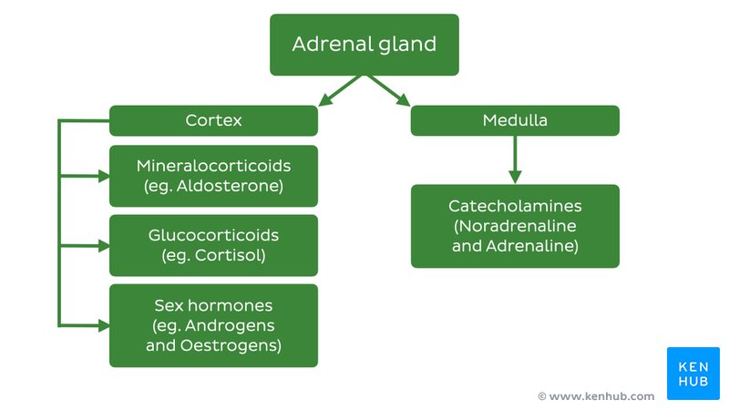 Hormones of the adrenal glands