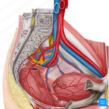 Left iliolumbar artery (Arteria iliolumbalis sinistra); Image: Irina Münstermann