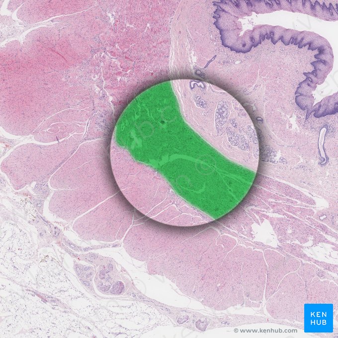 Camada circular interna da túnica muscular (Stratum circulare internum tunicae muscularis); Imagem: 