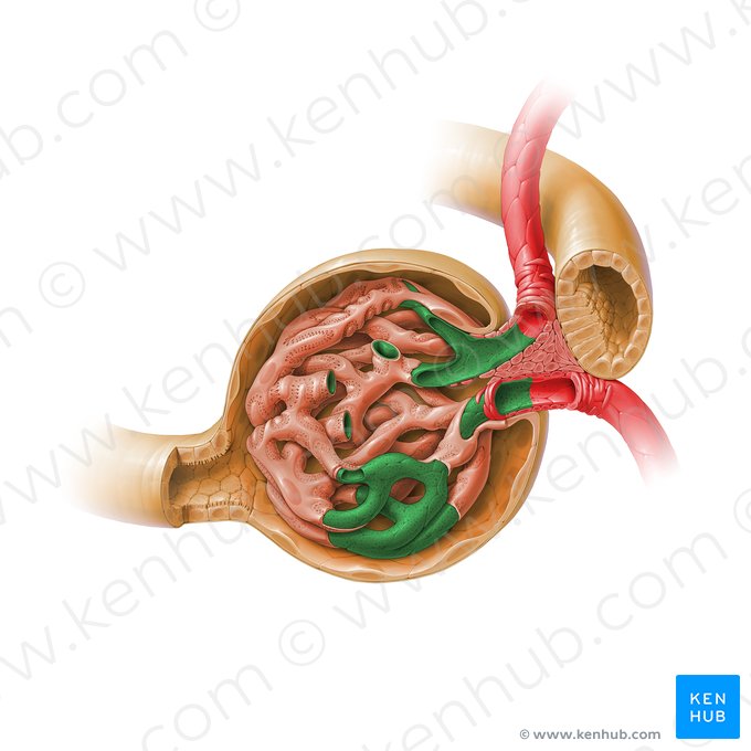 Endothelium fenestratum glomerulare (Fenestriertes Kapillarendothel); Bild: Paul Kim