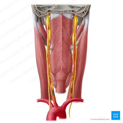 Ganglion cervicothoracicum (Brustkorbganglion); Bild: Yousun Koh