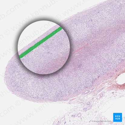 Zona glomerulosa; Image: 