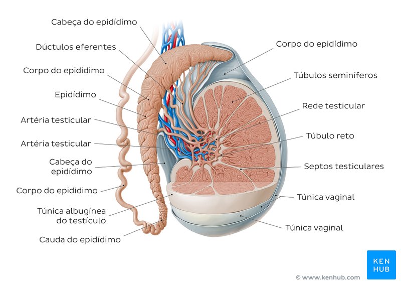 Visão geral do testículo e do epidídimo