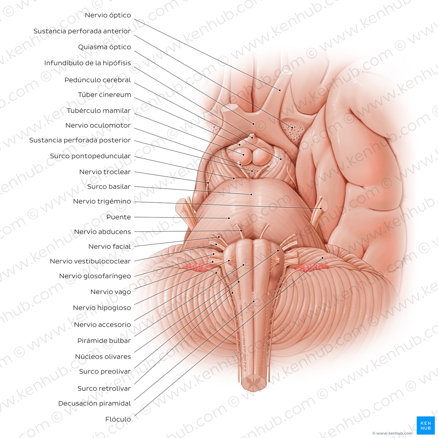 Vista anterior del tronco encefálico