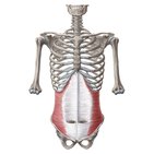 Musculus transversus abdominis