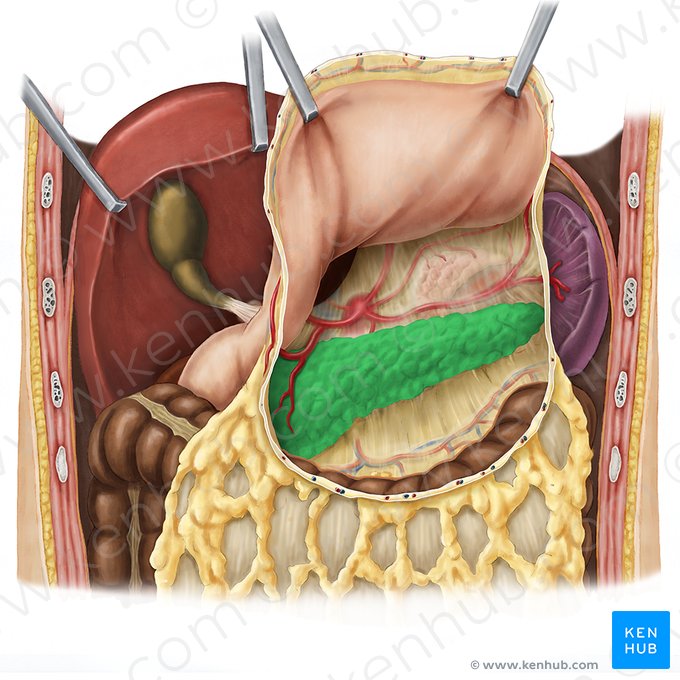 Pâncreas (Pancreas); Imagem: Esther Gollan