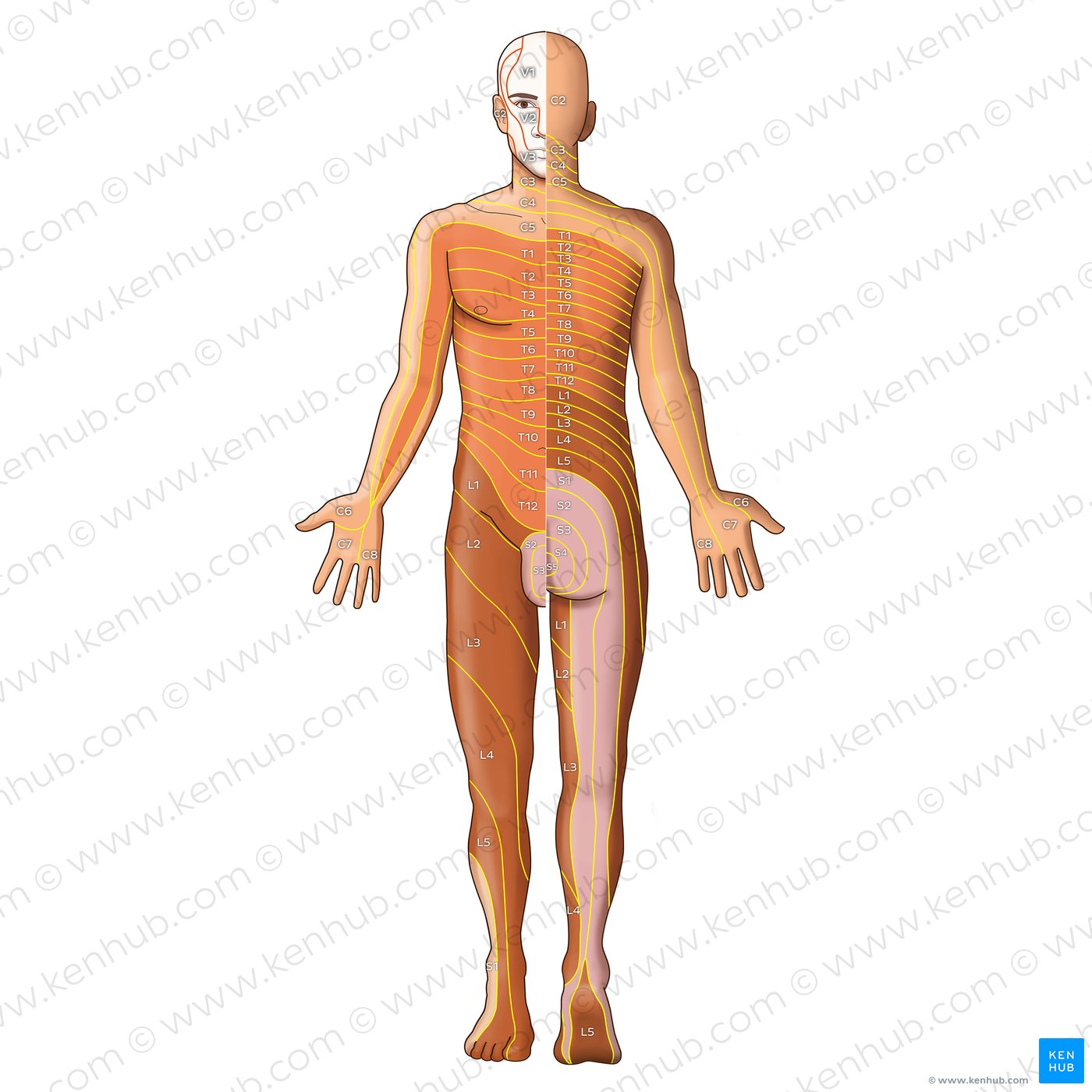 Overview of the organization of the Keegan and Garrett dermatome map