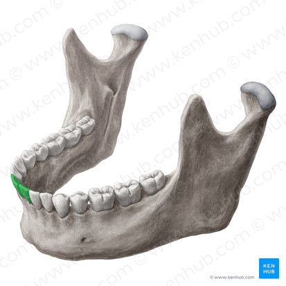 Central incisor tooth (Dens incisivus centralis); Image: Yousun Koh