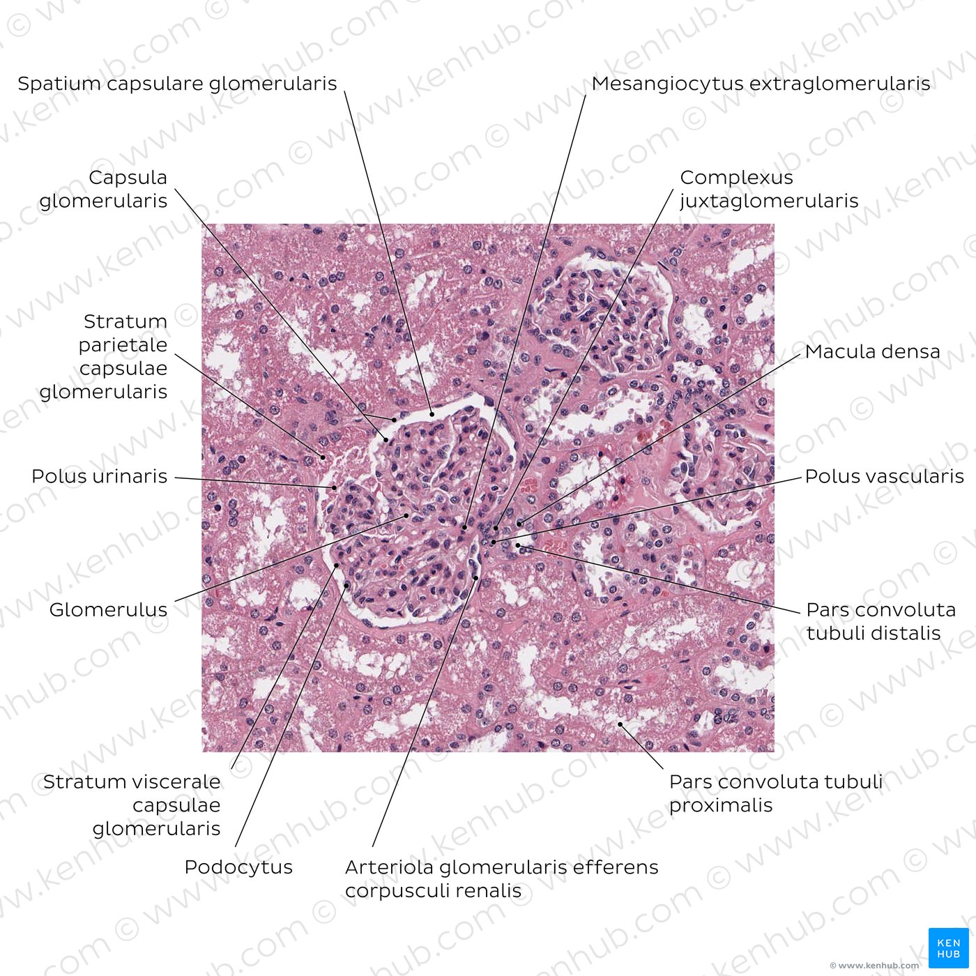 Kidney (renal corpuscle)